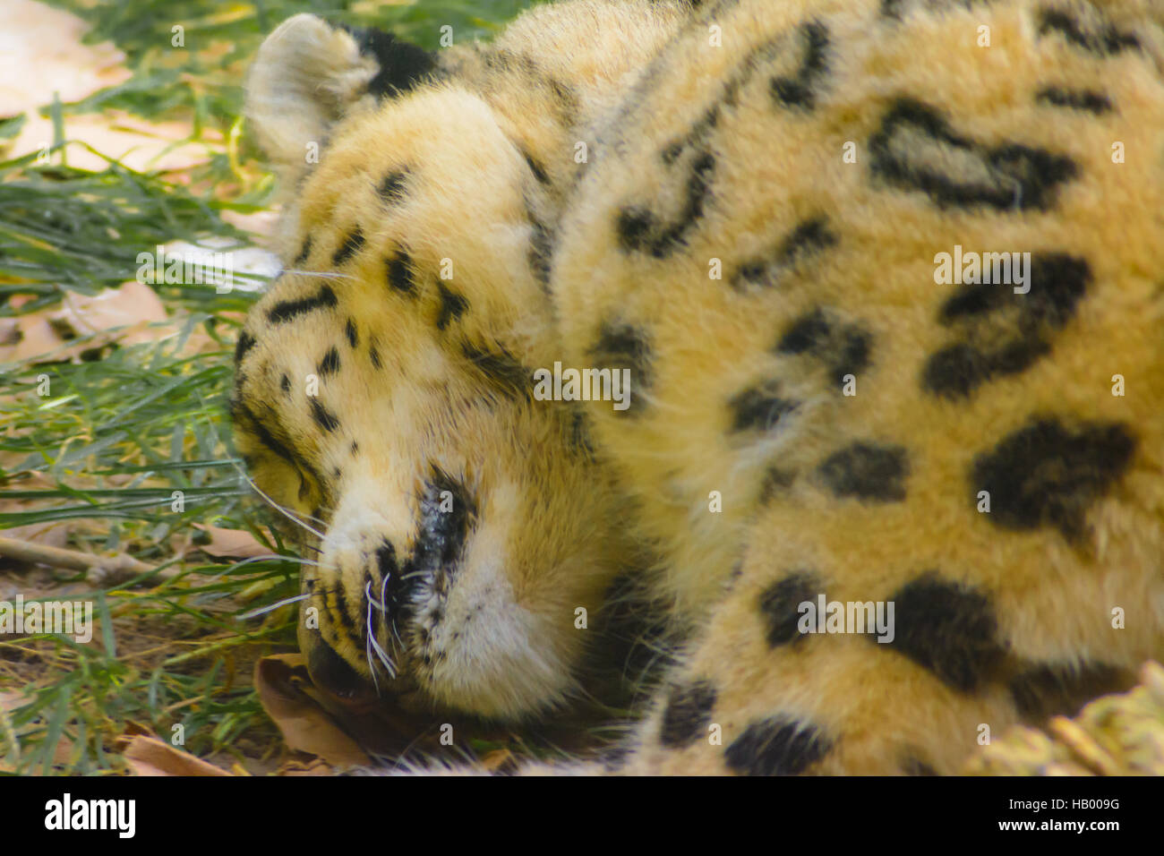Schlafender Gepard Stock Photo