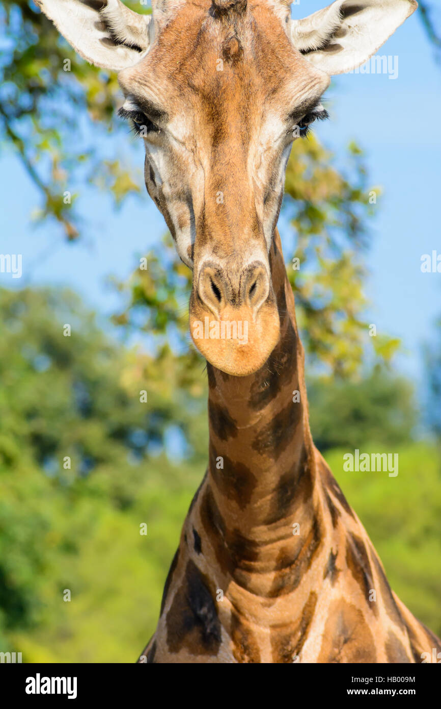 Hallo Giraffe Stock Photo