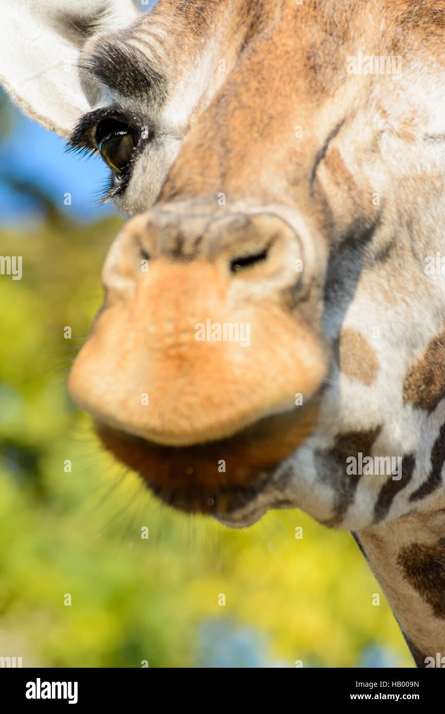 Neugierige Giraffe Stock Photo
