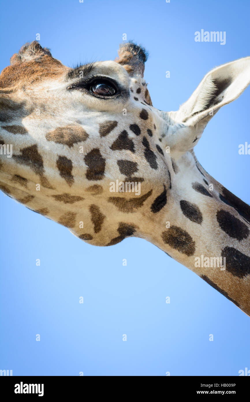 Giraffenhals Stock Photo