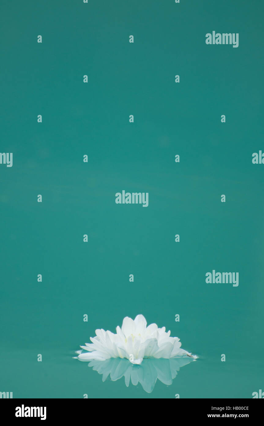 White flower in water Stock Photo Alamy