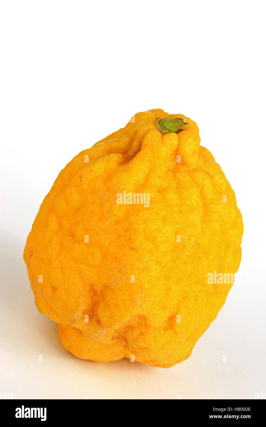 Citron (Citrus medica) Stock Photo