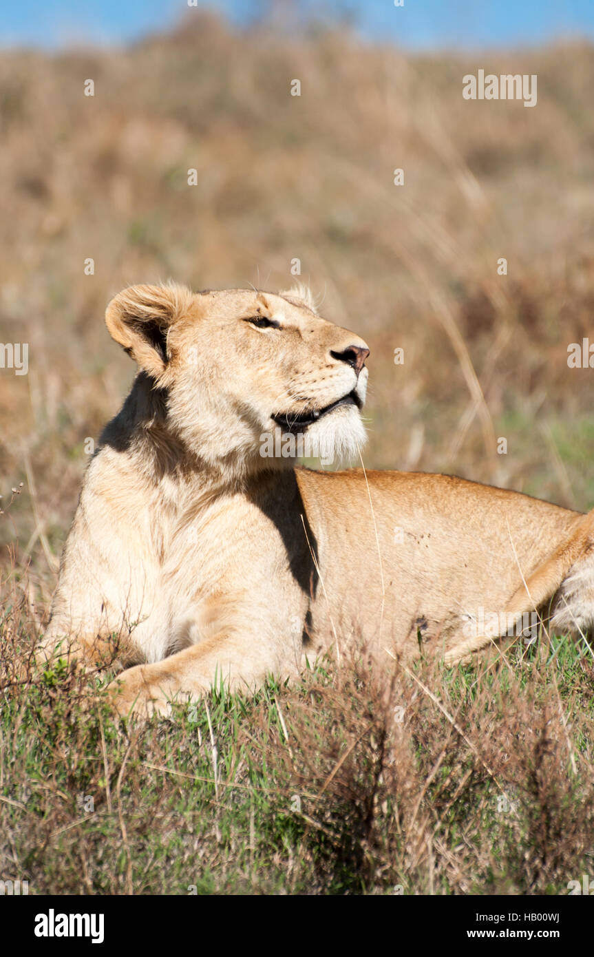 Lioness Resting Stock Photo