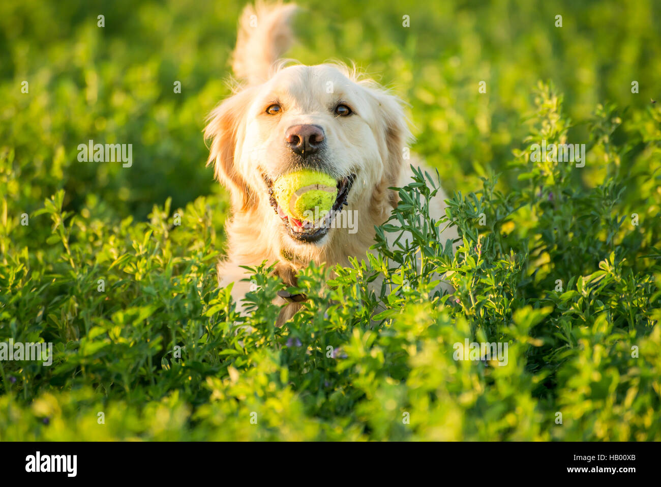 fetch the ball