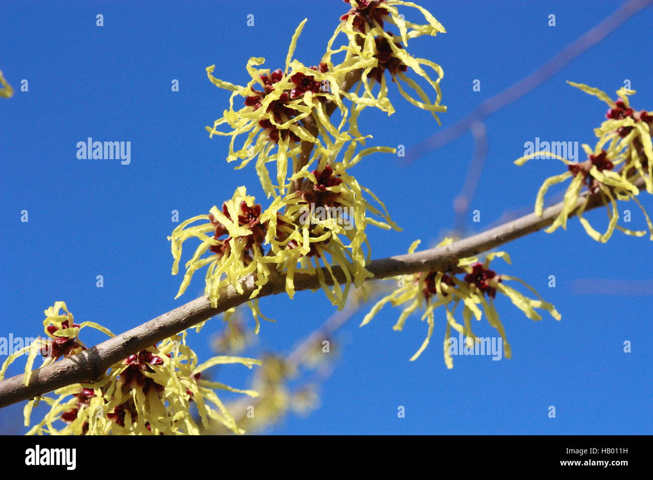 flowering witch hazel Stock Photo Alamy