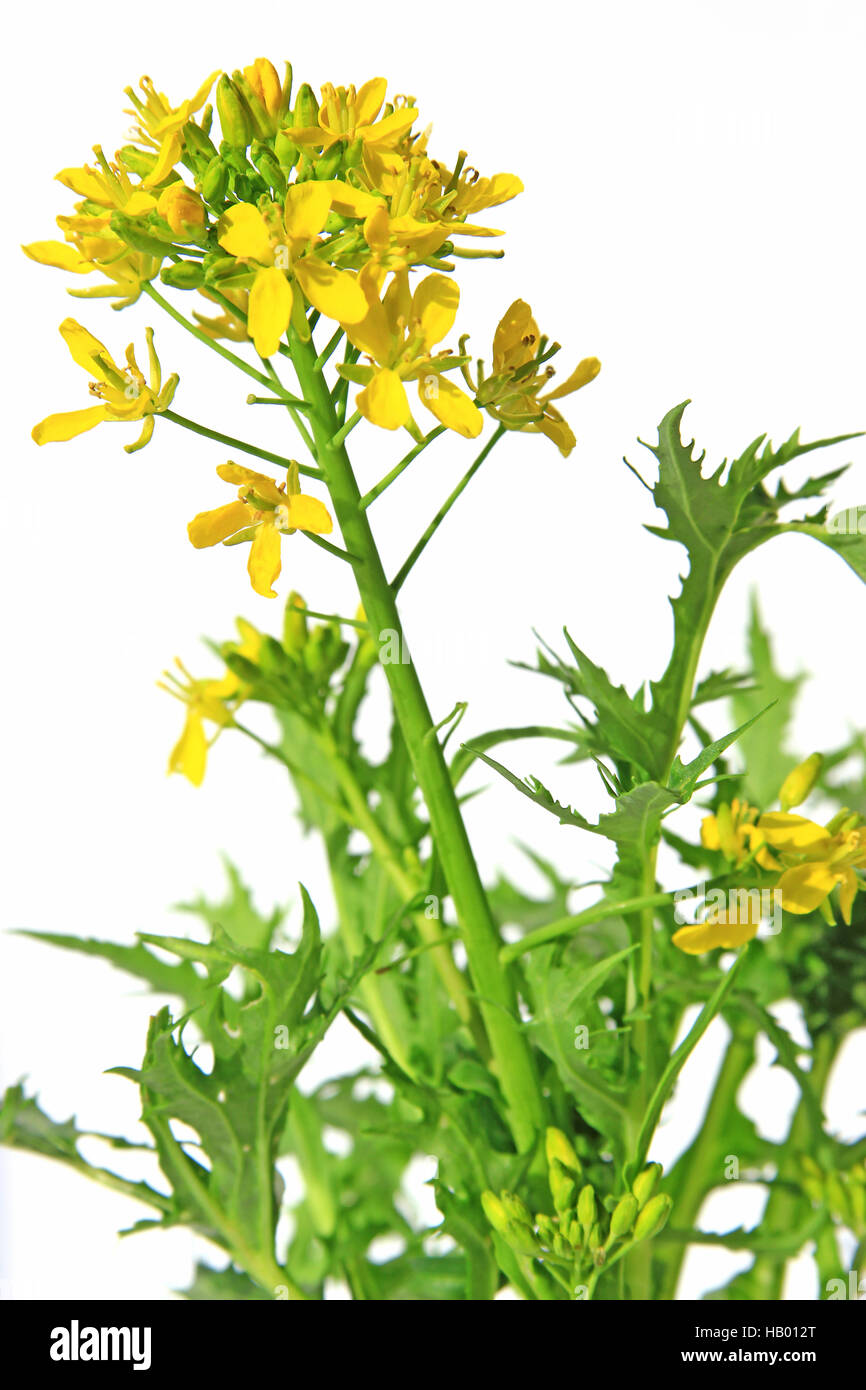 Mizuna (Brassica rapa var. nipposinica) Stock Photo