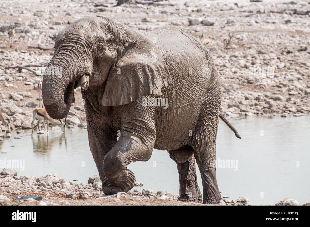 Elephant at Waterhole Stock Photo