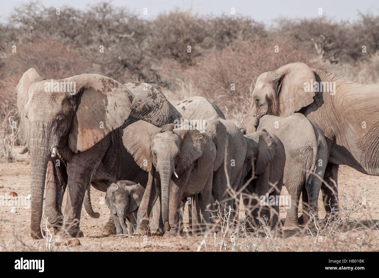 Female Elephants with Baby Stock Photo - Alamy