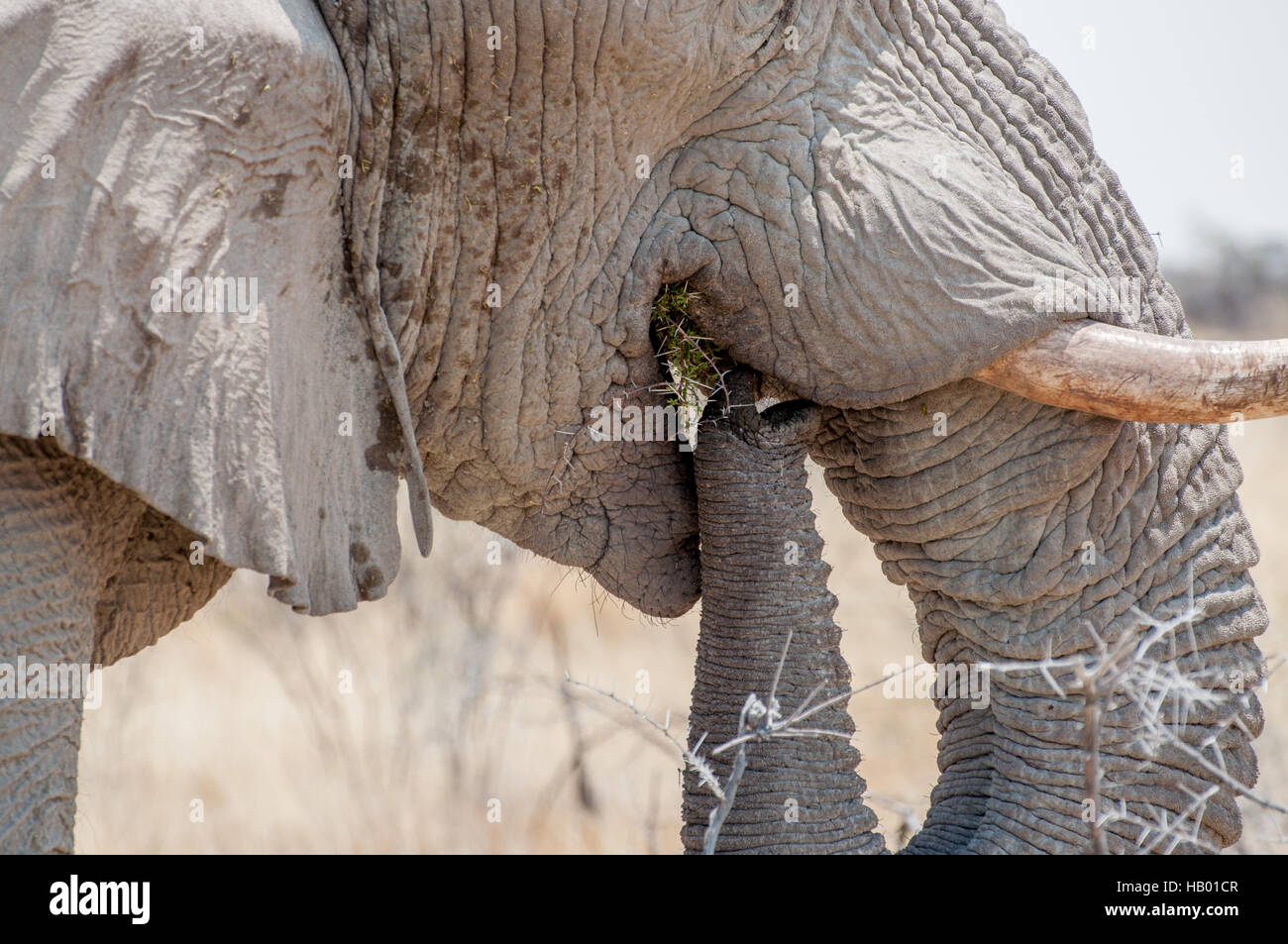 Close up of an Elephant Eating. Stock Photo