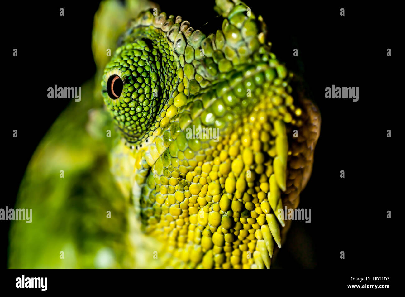 Eye of a Chameleon Stock Photo