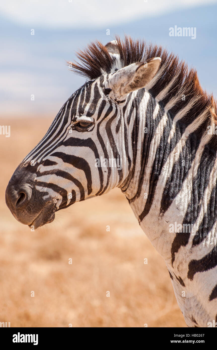Portrait of a Zebra Stock Photo - Alamy