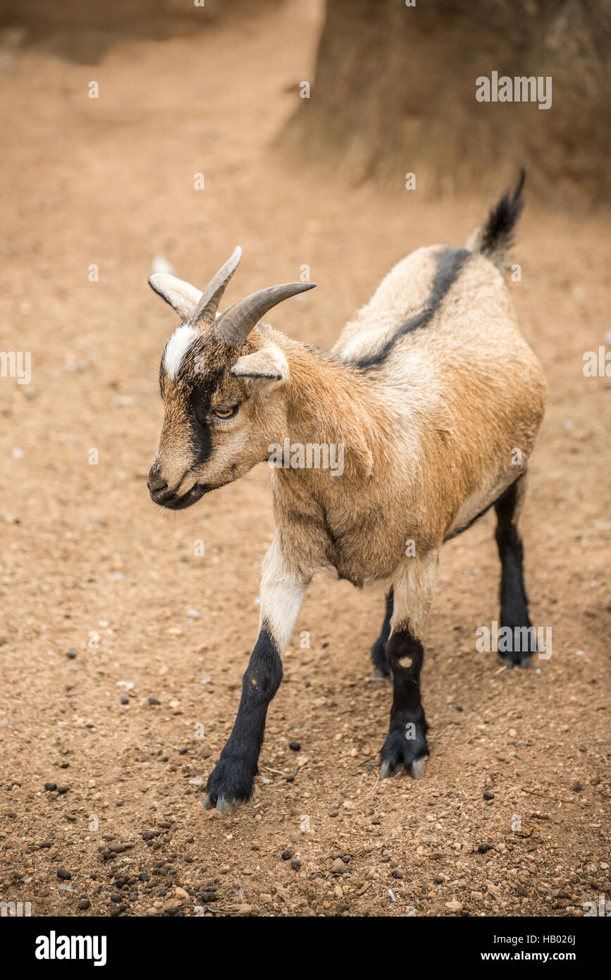 Goat meat production hires stock photography and images Alamy