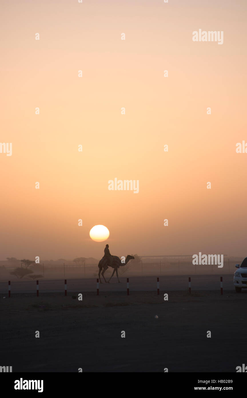 Sunrise silhouettes a camel and rider trotting towards a pickup truck at the camel races in Al Abiadth, Sharqiya, Oman Stock Photo