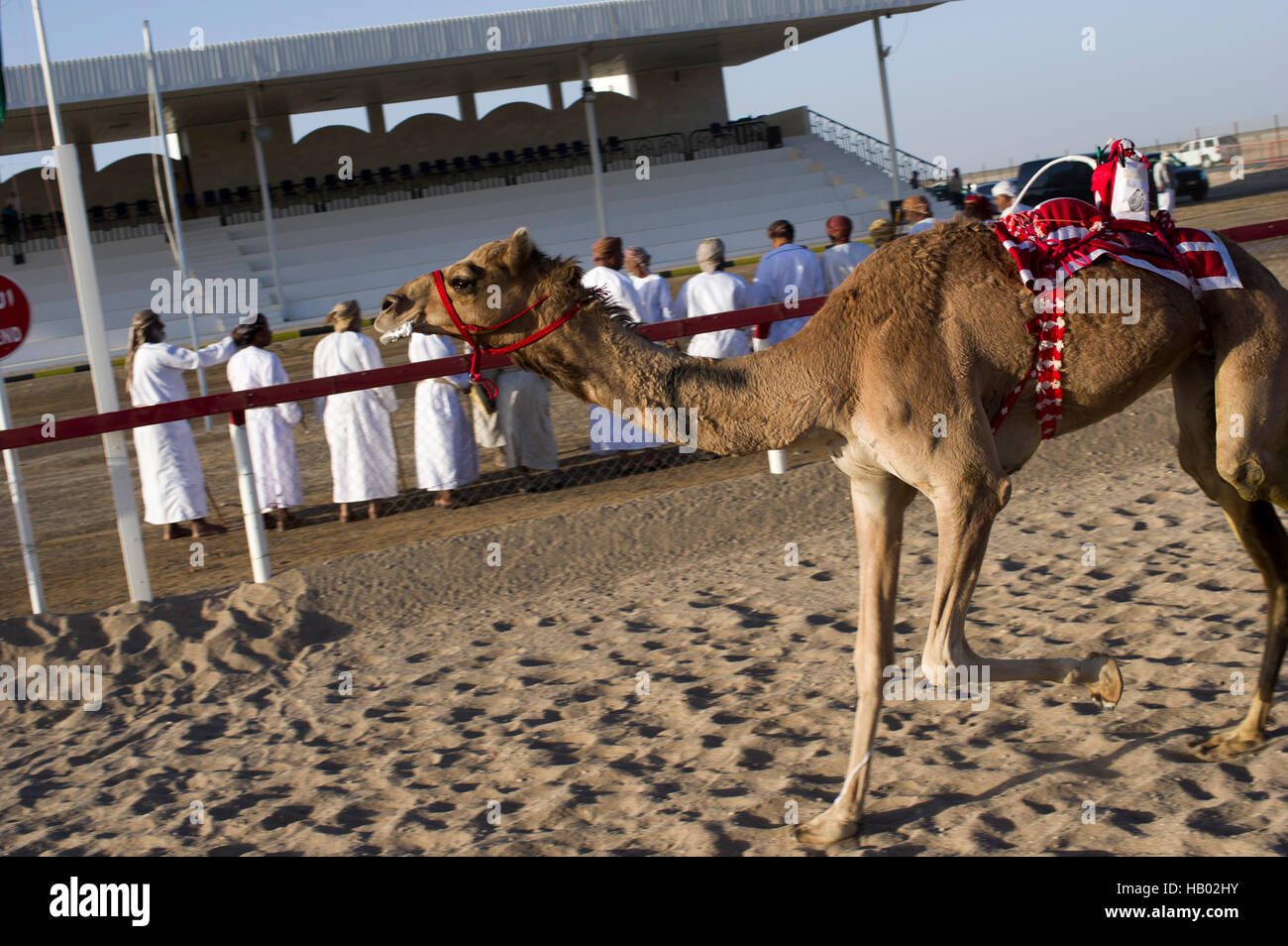 A camel wears a brightly coloured robot on its back and is competing at a camel race in the Omani desert village of Abiadh. Stock Photo