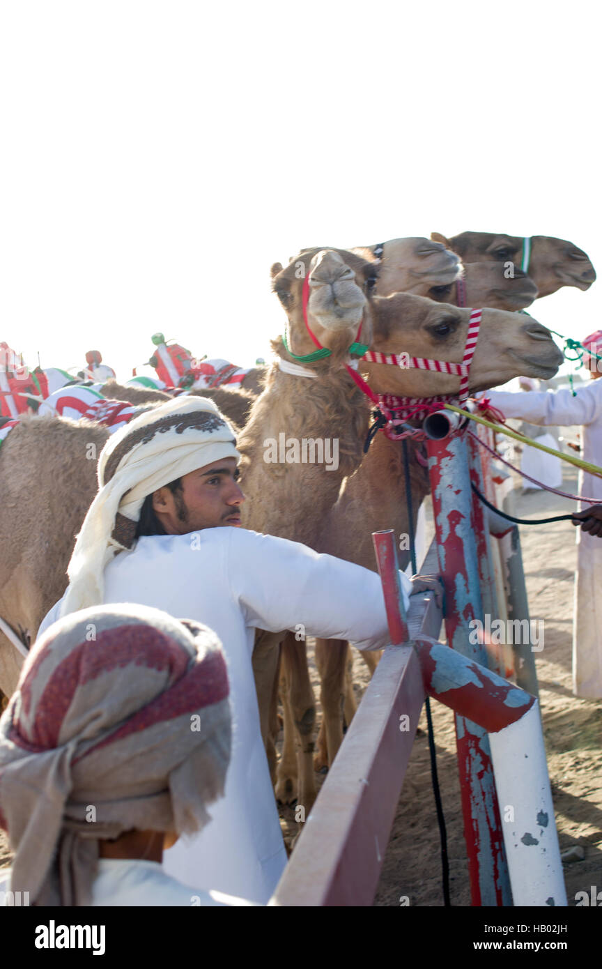 Camels wearing robots on their backs with their carers waiting to compete at a camel race in the Omani desert village of Abiadh. Stock Photo