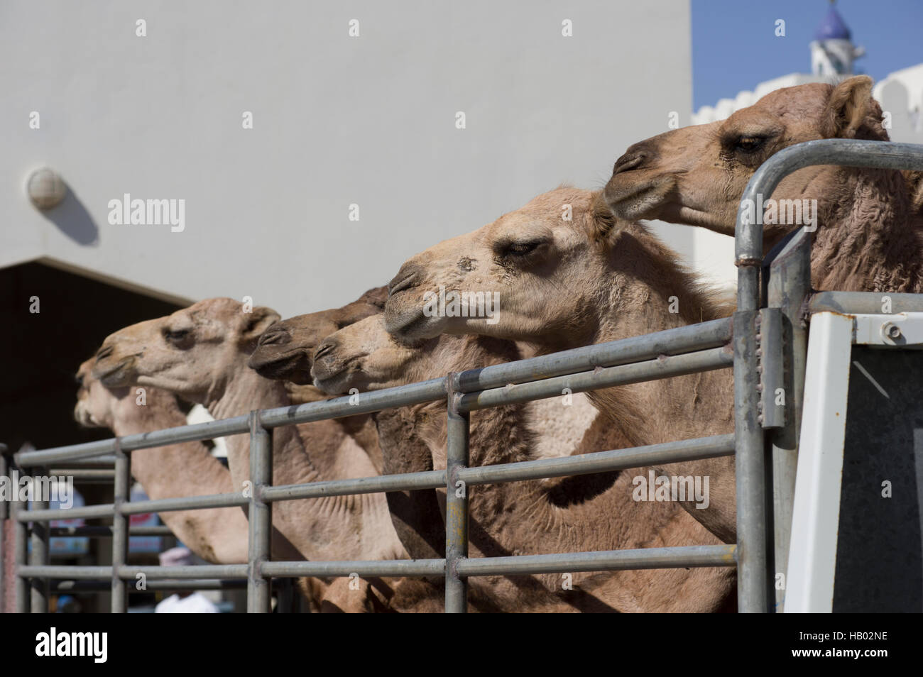Camels at a livestock market in a parking lot in Oman in Sinaw a