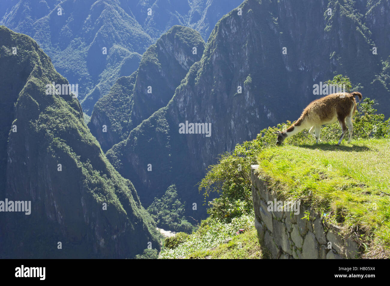 Peru, Llama, Machu Picchu Stock Photo