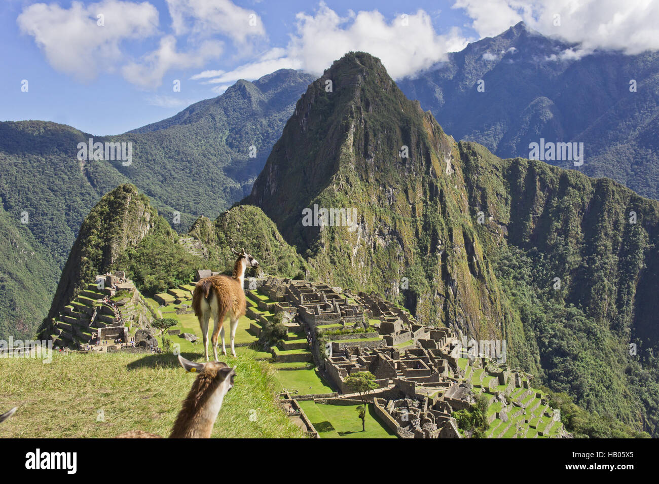 Peru, Llama, Machu Picchu Stock Photo