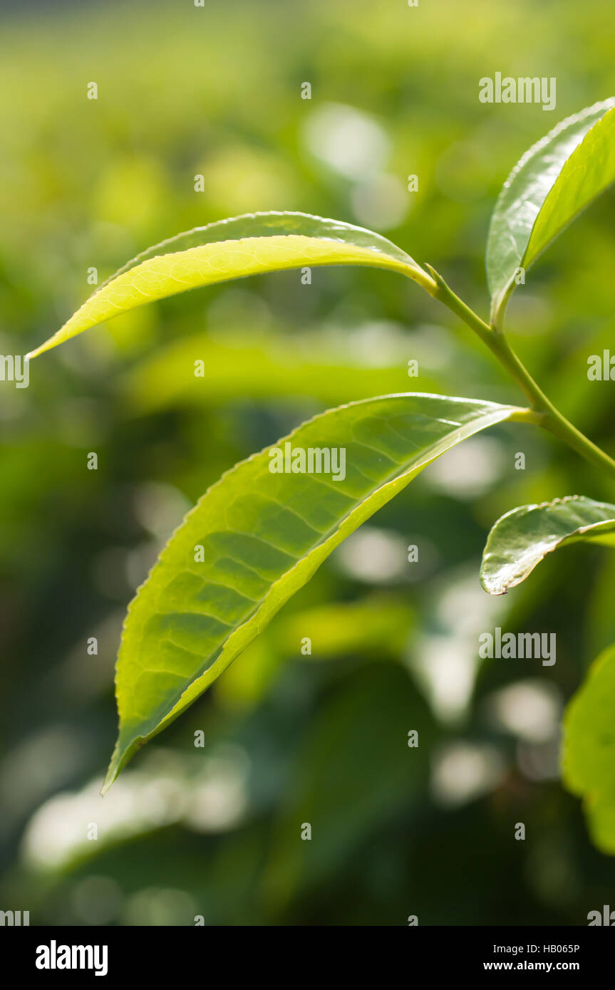 Leaves of a Tea Plant Stock Photo