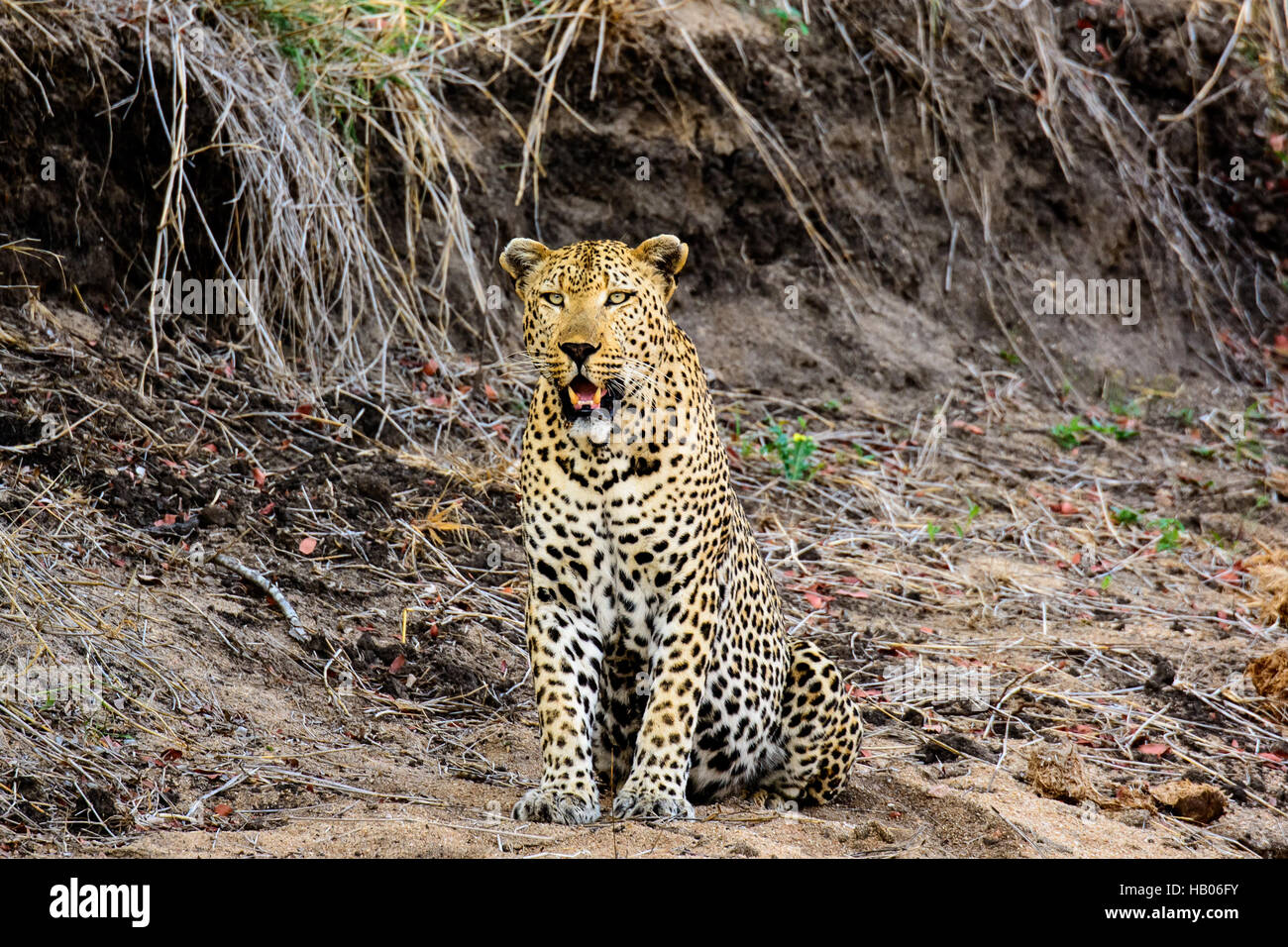 Male Leopard sitting in the bush Stock Photo