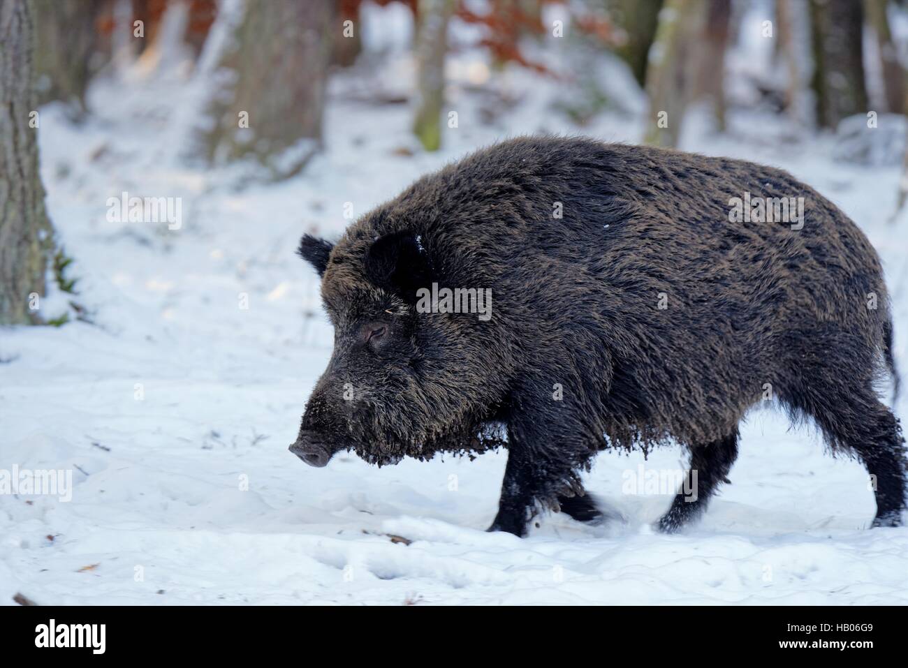 wild boar in winter Stock Photo - Alamy