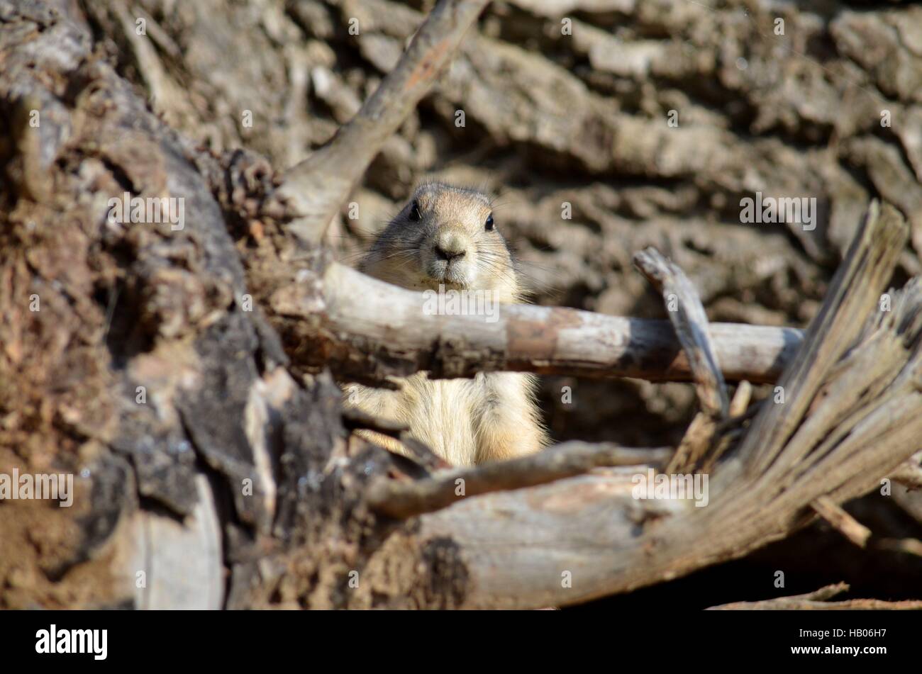 prairie dog Stock Photo