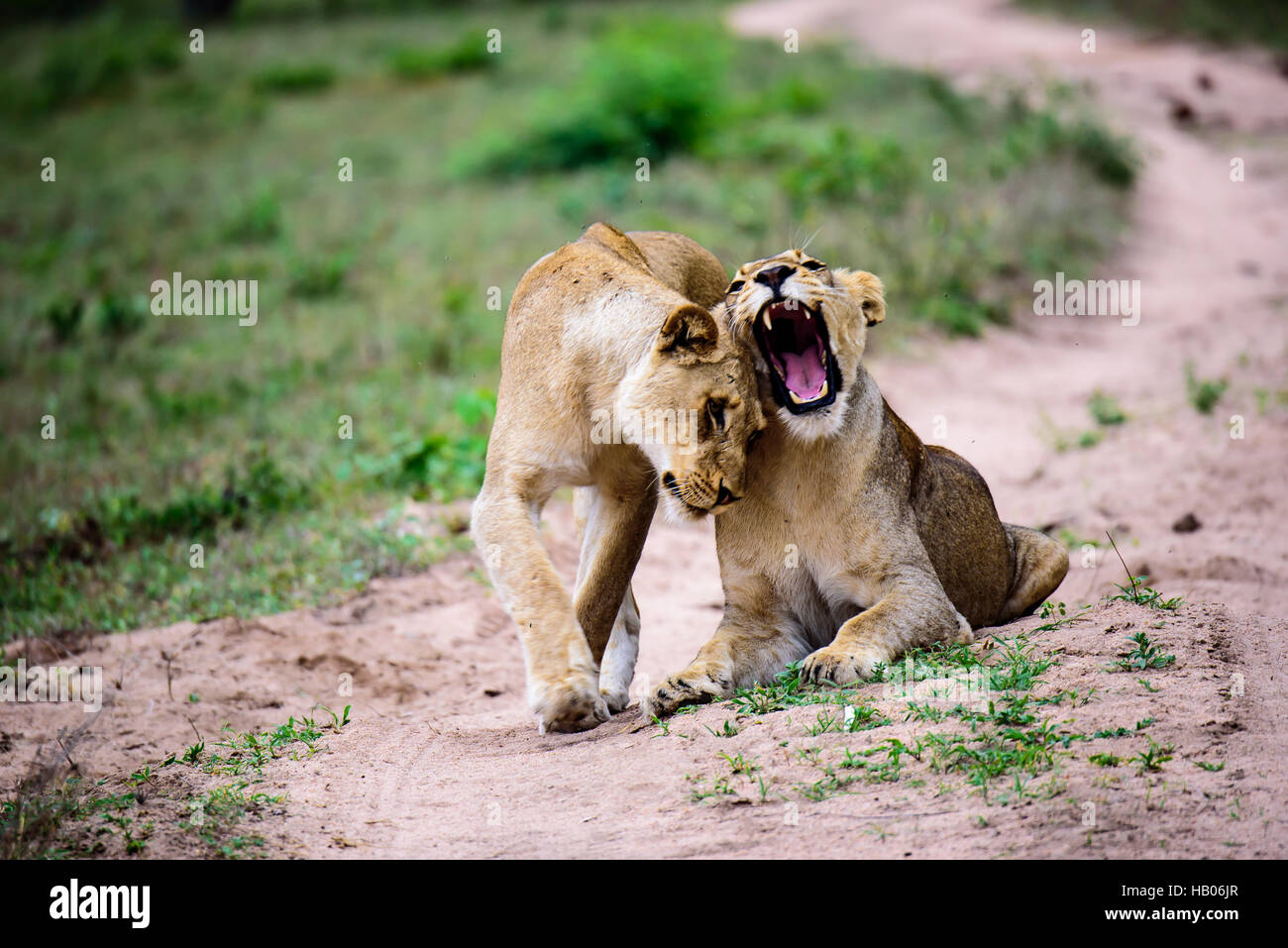 lionesses acknowledge each other Stock Photo