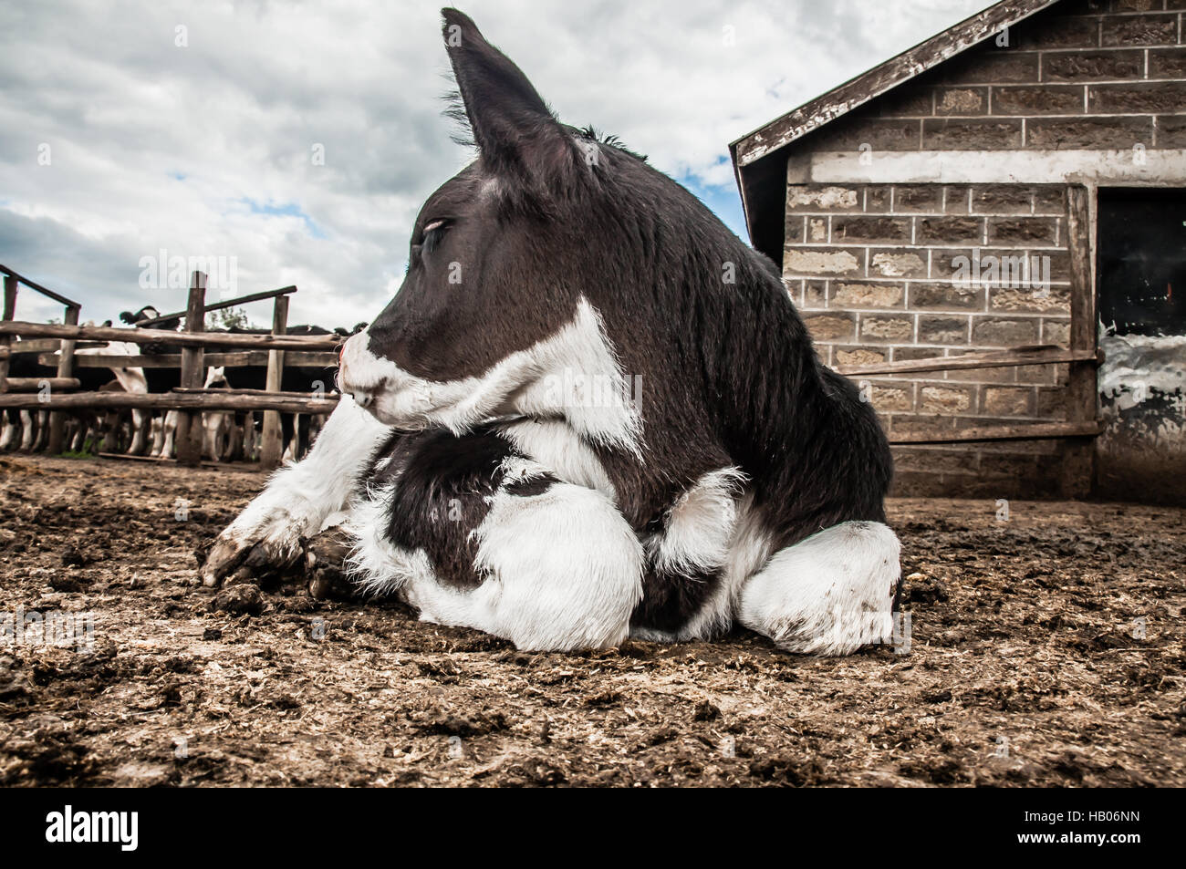 Calf Lying Down Stock Photo Alamy