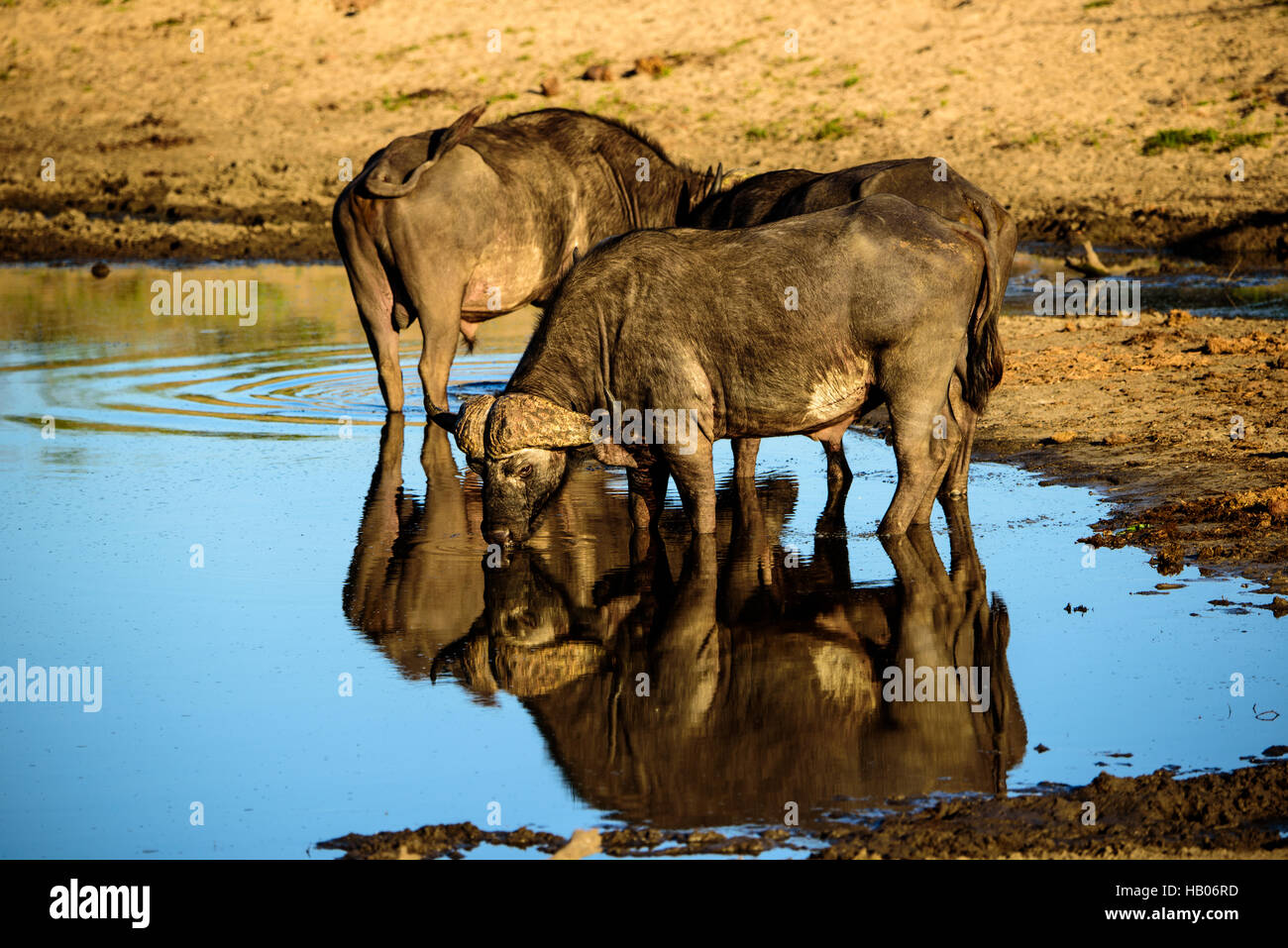 Reflections of animals hi-res stock photography and images - Alamy