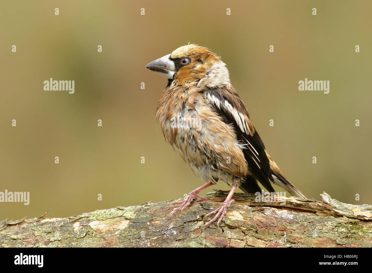 Hawfinch Stock Photo