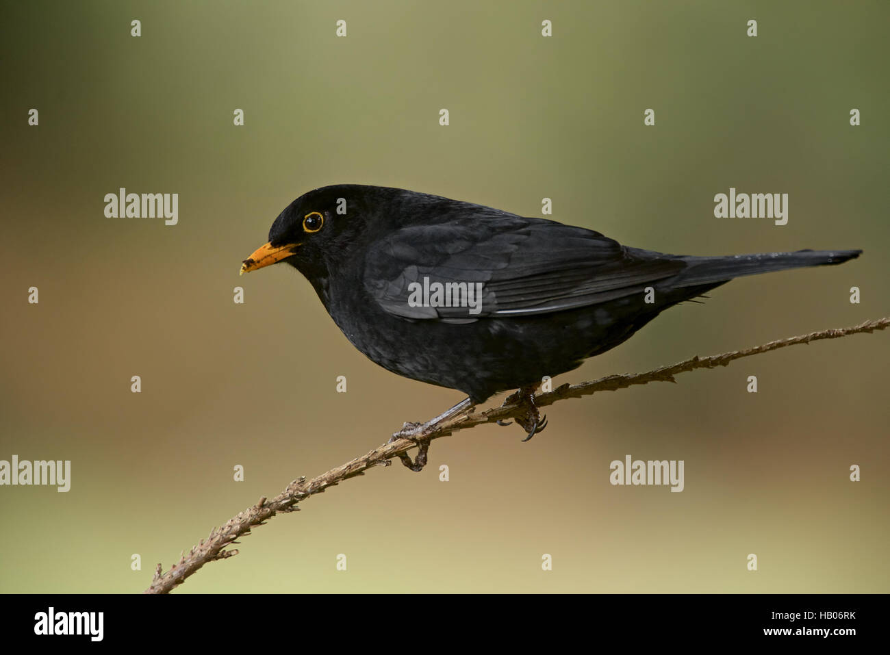 Common Blackbird Stock Photo