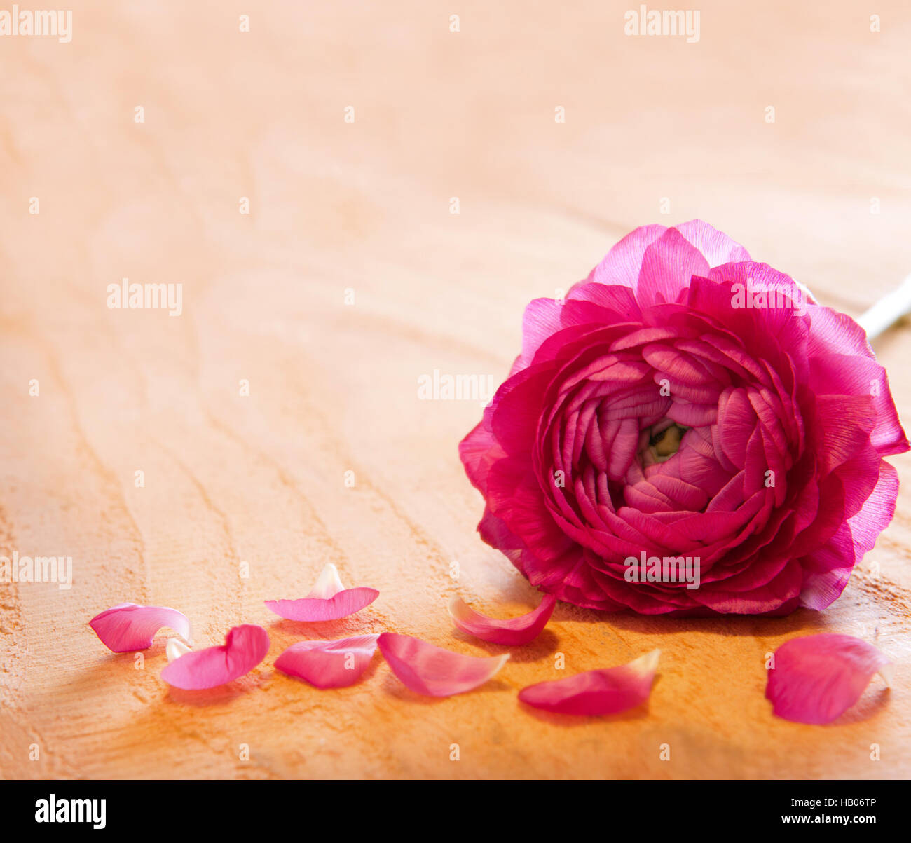 Pink rose petals and rose Stock Photo Alamy