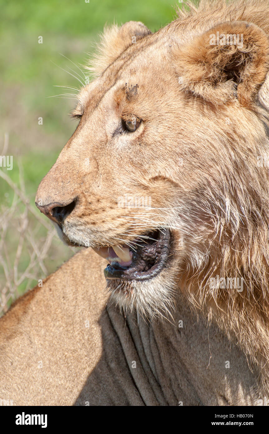 Alpha male lion hi-res stock photography and images - Alamy