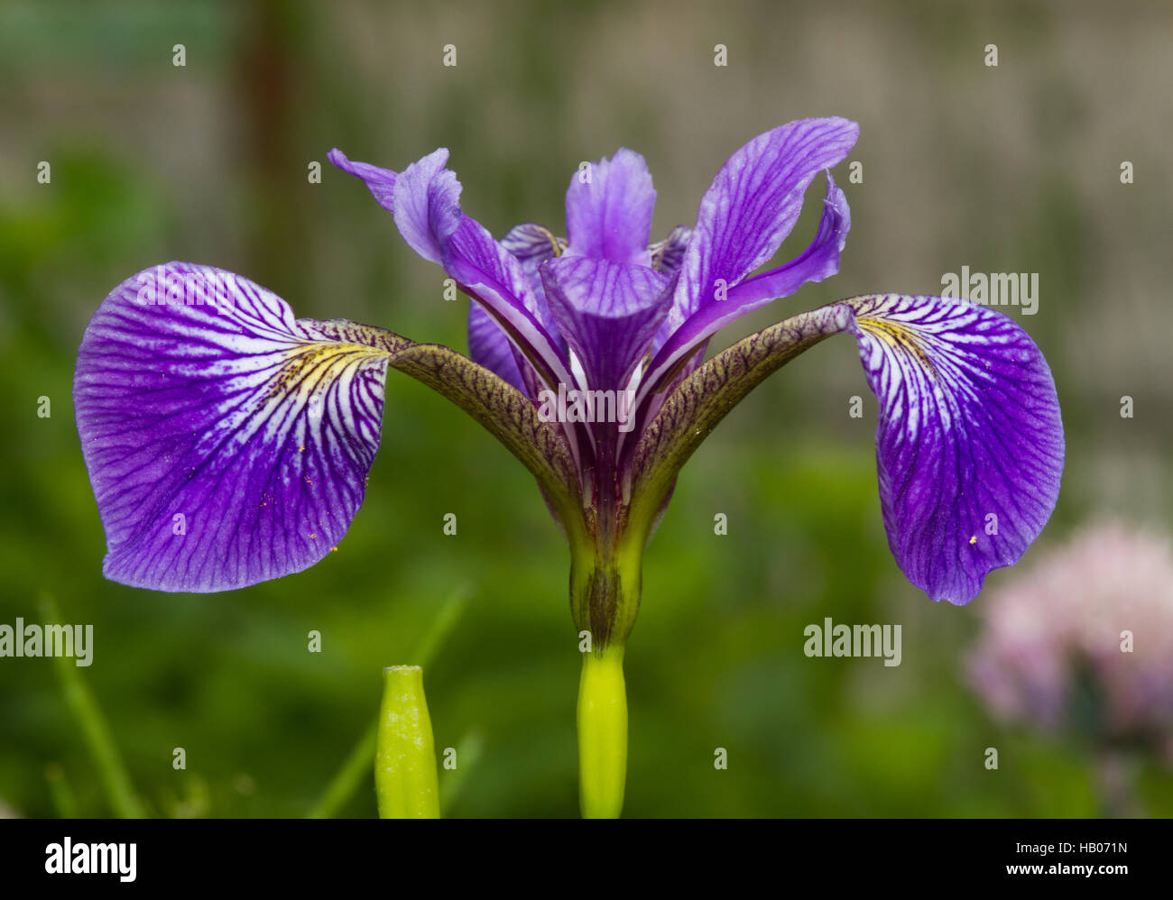 Sibirische Schwertlilie Stock Photo