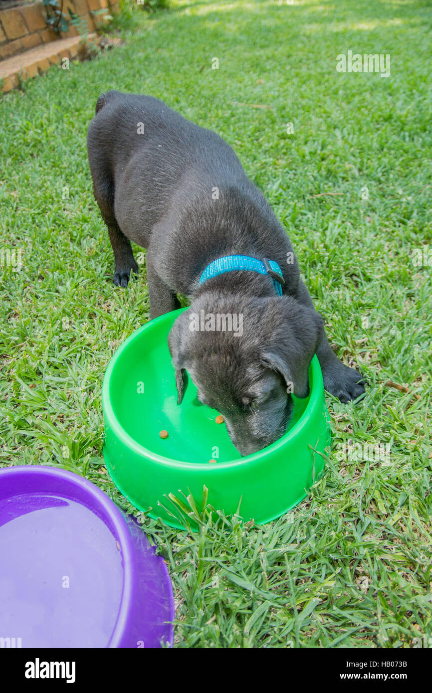Labrador Puppy Eating Stock Photo Alamy