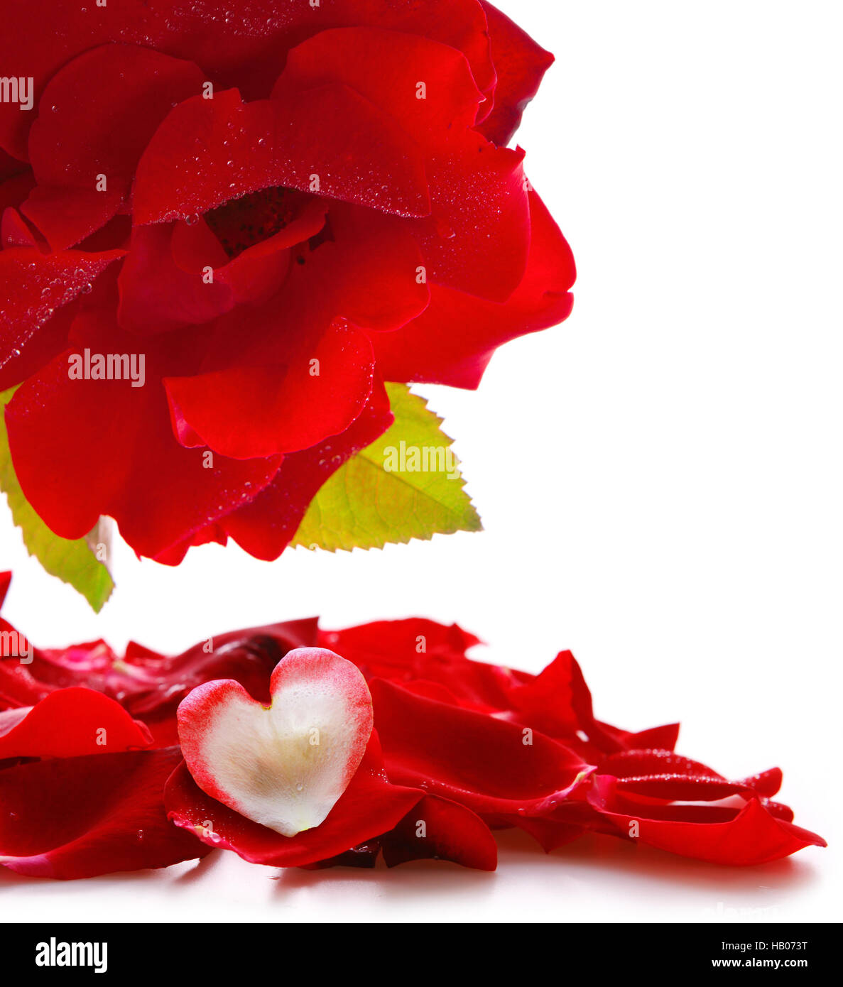 Love heart and rose petals. Stock Photo