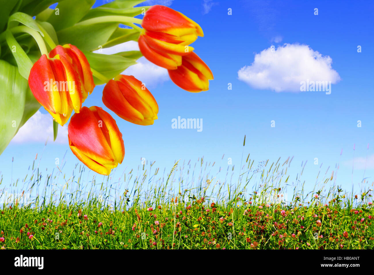 Red tulips and blue sky Stock Photo - Alamy