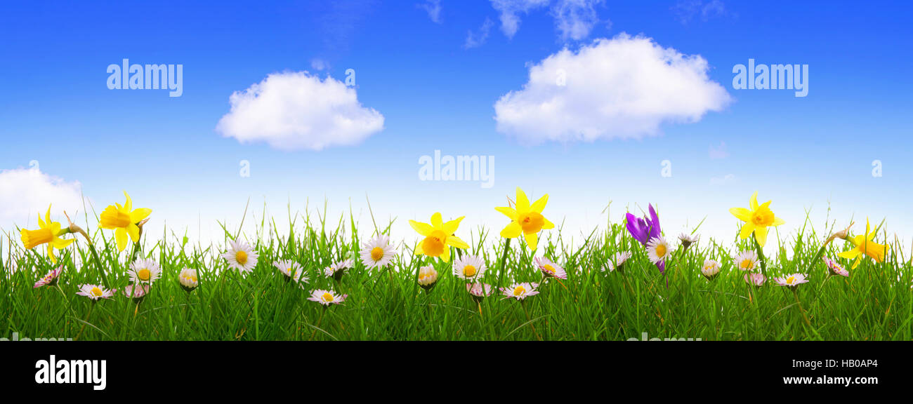 Green grass and colorful spring flowers Stock Photo - Alamy