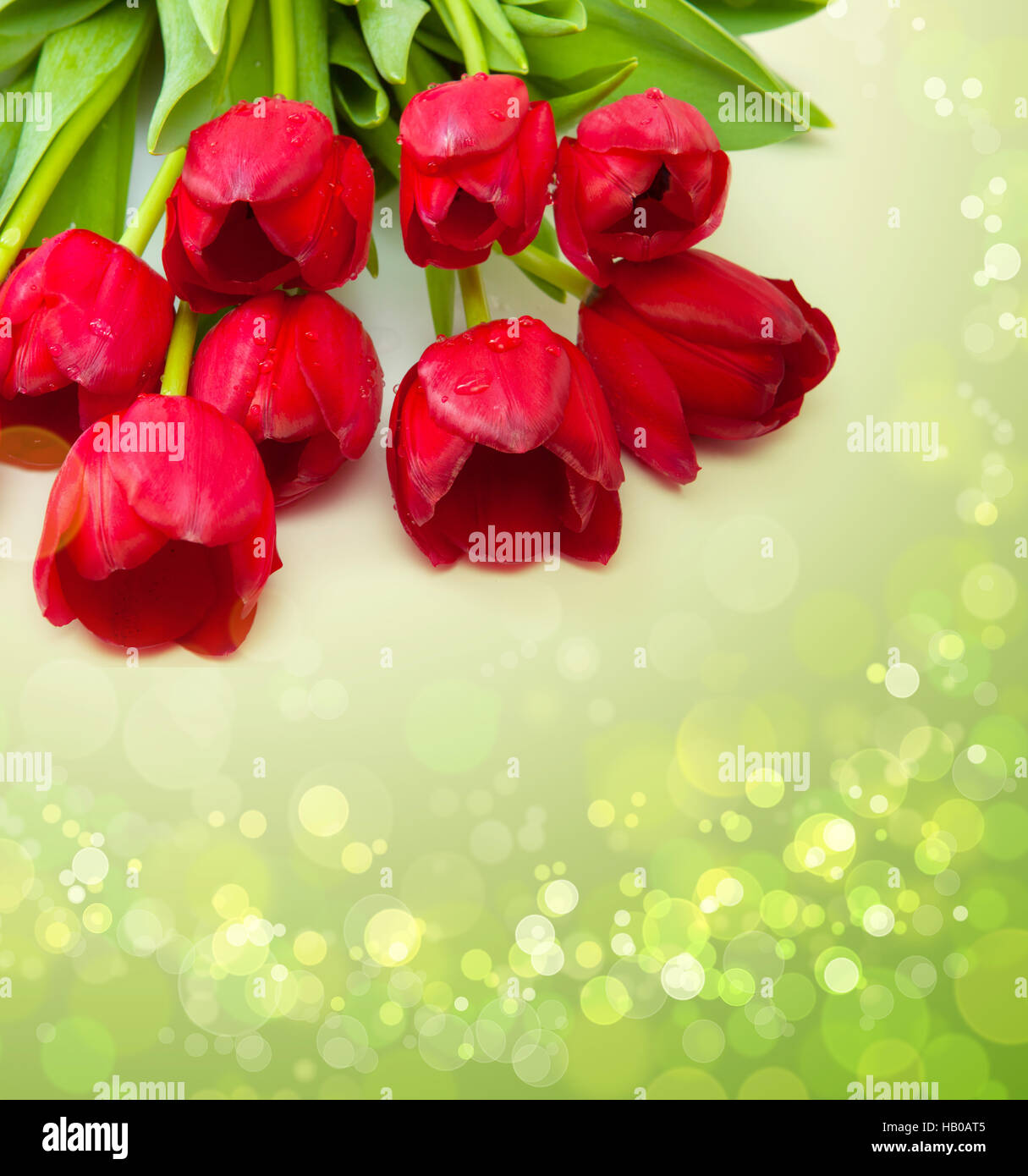 Red tulips  isolated on green  background. Stock Photo