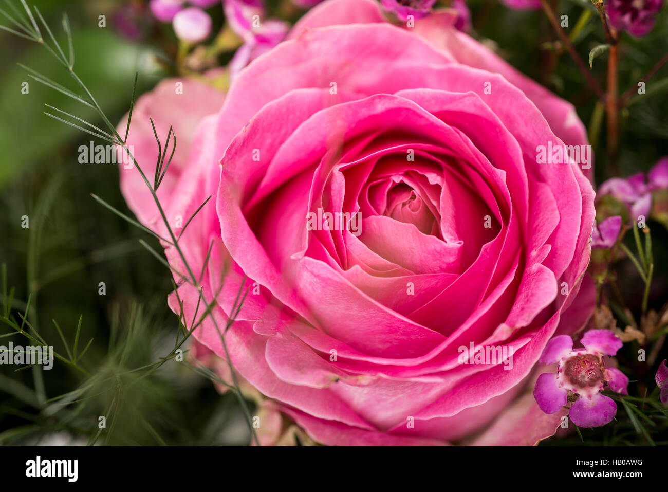 Pink rose breed hi-res stock photography and images - Alamy
