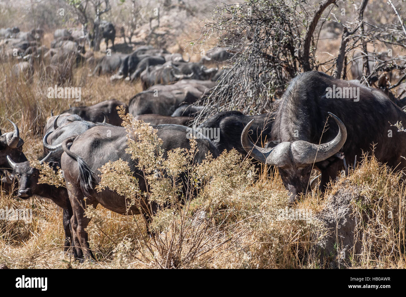 Herd of Buffalo Stock Photo