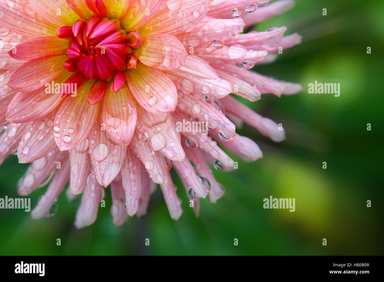 Pink dahlia flower Stock Photo - Alamy