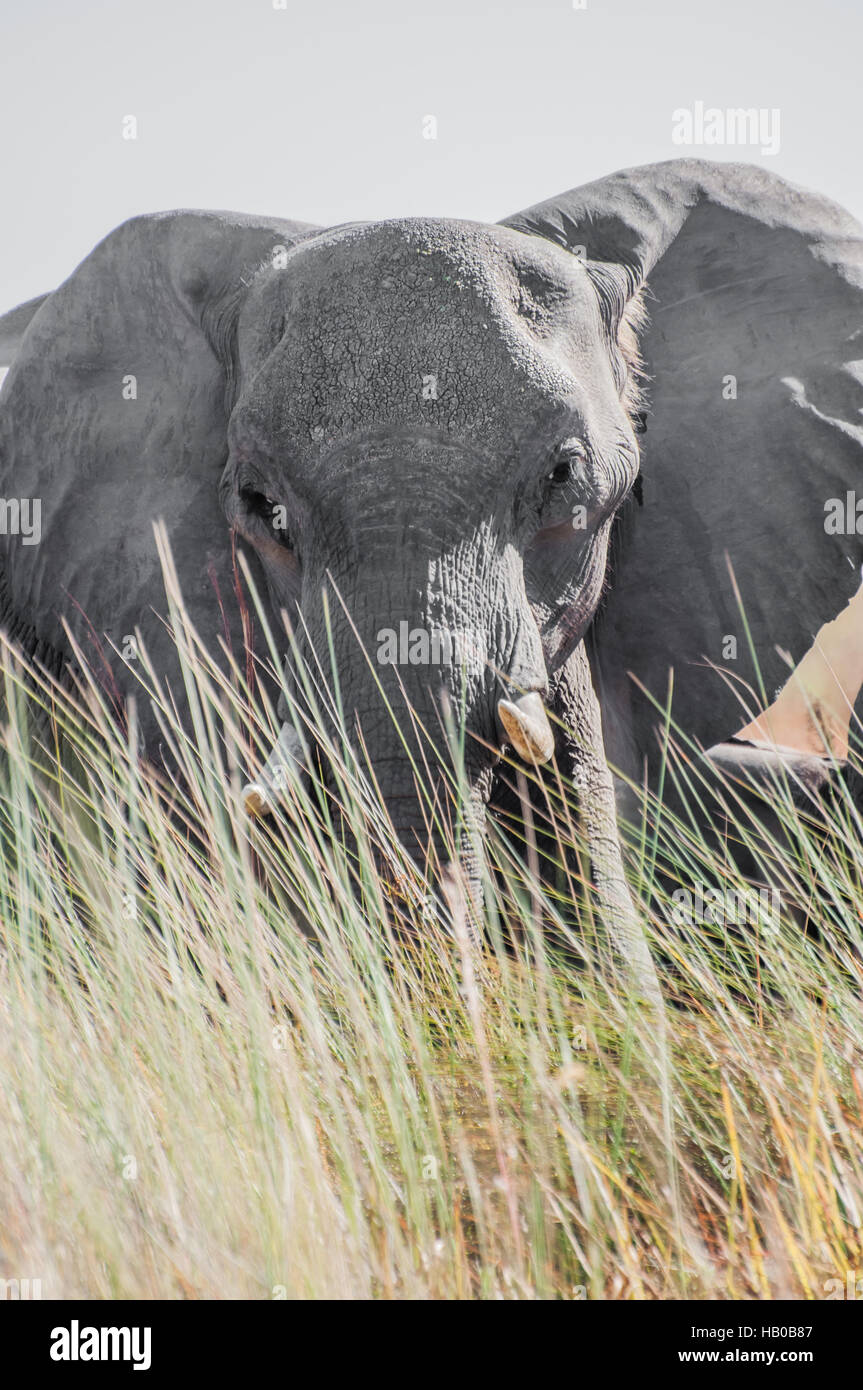Large elephant from behind tall grass Stock Photo