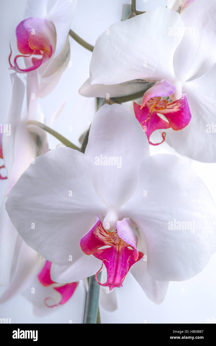 White Orchid Flowers Up Close Stock Photo