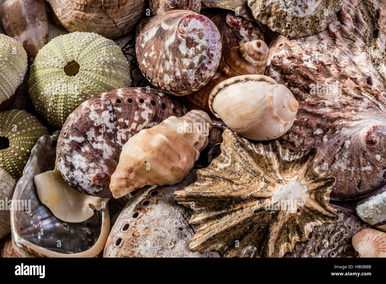 Mixed Seashells together Stock Photo