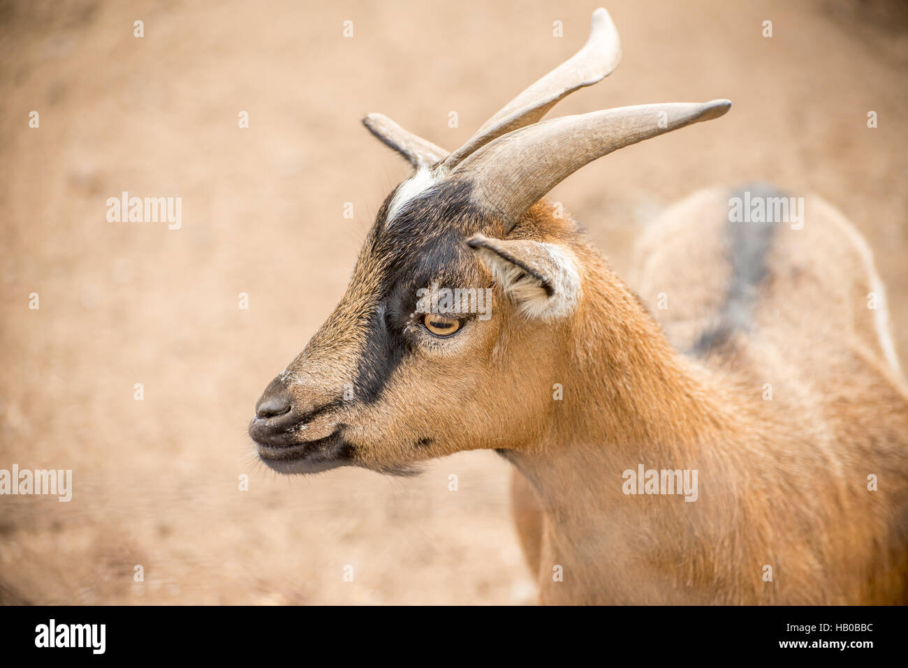 Pygmy Goat close up Stock Photo