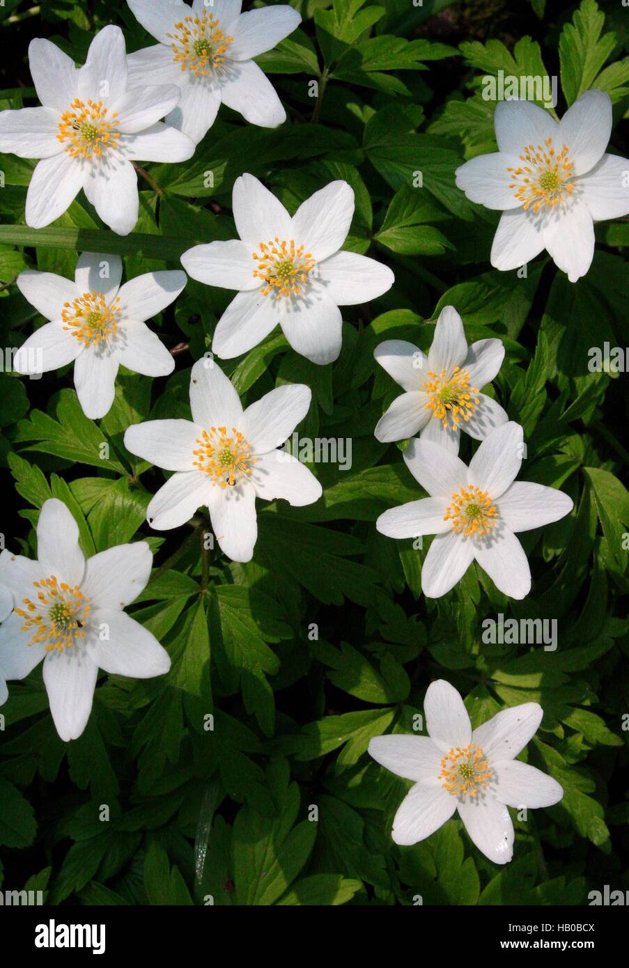 Six Stars High Resolution Stock Photography And Images Alamy
