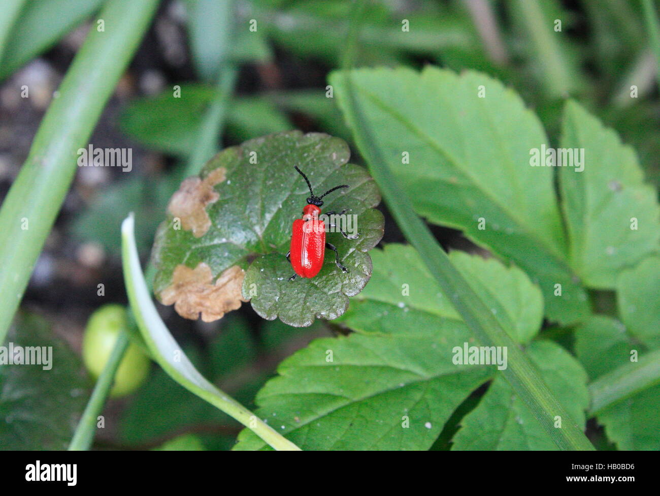 Tulips eater, red beetle in the open Stock Photo
