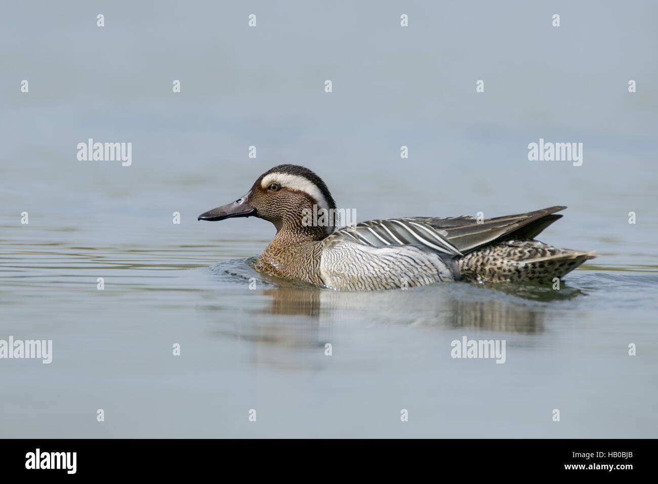 Garganey Stock Photo