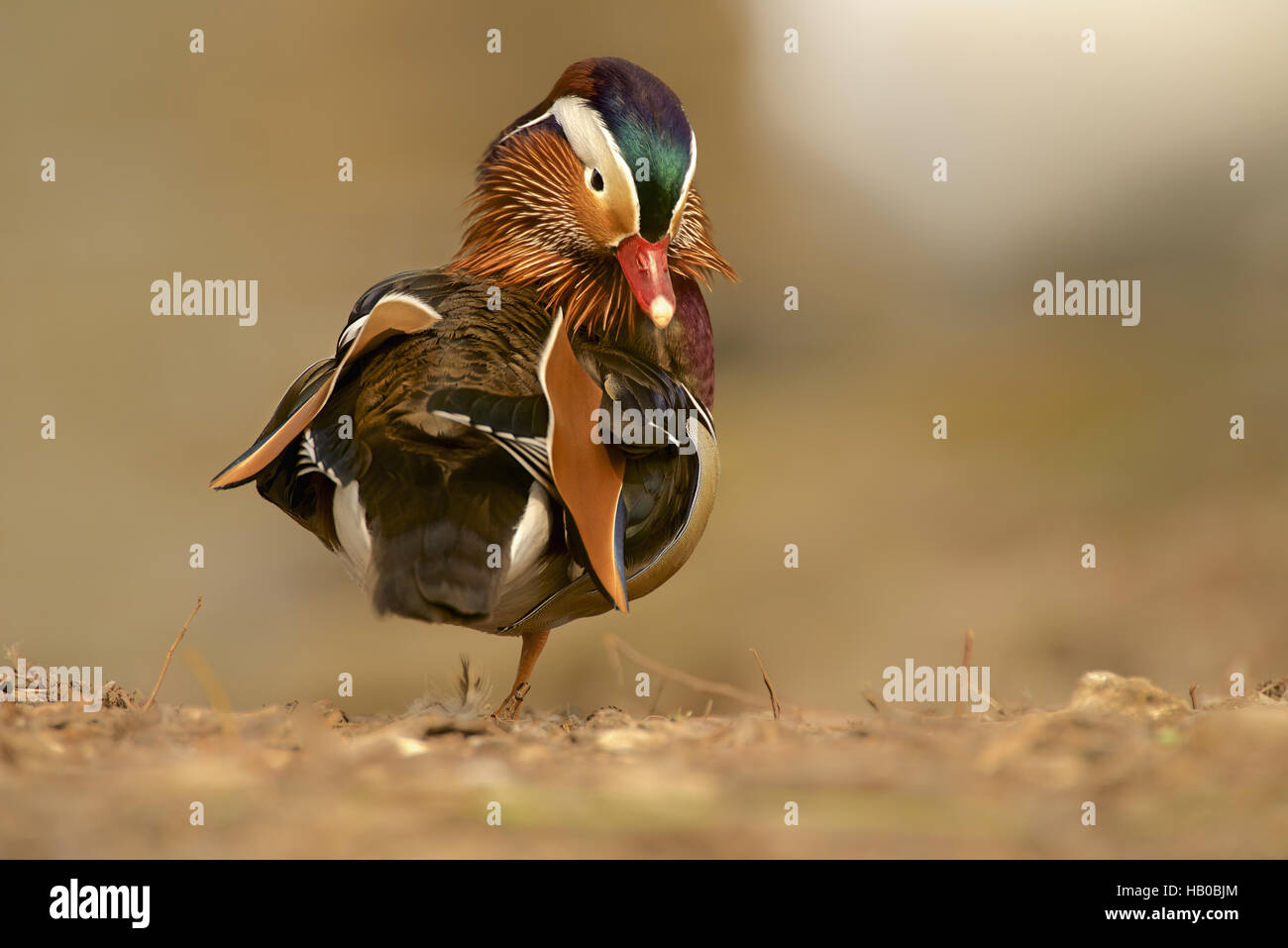 Mandarin Duck Stock Photo